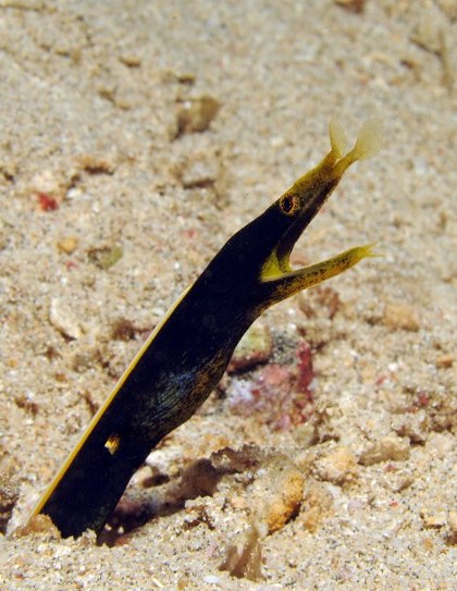 35 Juvenile Blue Ribbon Eel.jpg